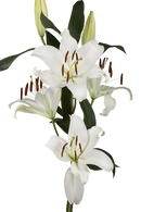 ORIENTAL LILY ZAMBESI